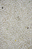 Berthold Müller mid century glass mosaic and brass coffee table Germany 1950s–1960s - Furniture