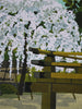 Japanese Sōsaku hanga woodblock print by Masao Ido “Tenryū-ji” (天竜寺) 1986 Artist’s Proof (AP) - Art